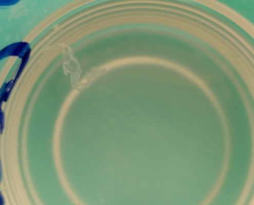 MAExplora despide el verano con mucha ciencia MAExplora despide el verano con mucha ciencia